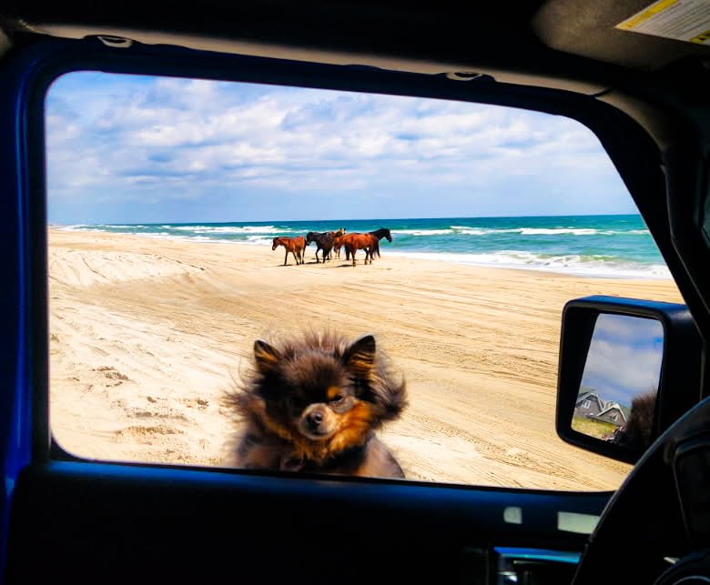 A small fluffy dog at the open passenger window of a blue Jeep, with wild horses on the beach beyond