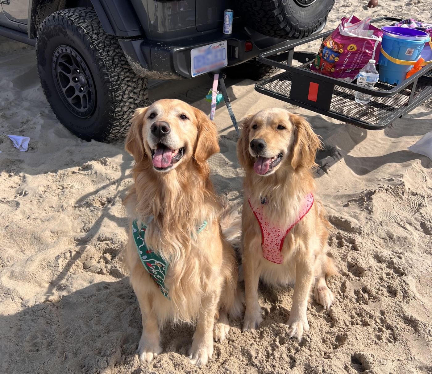Two golden retrievers in harnesses sitting on the sand behind a gray Jeep Wrangler, their leashes run to the hitch, beach gear on the rack